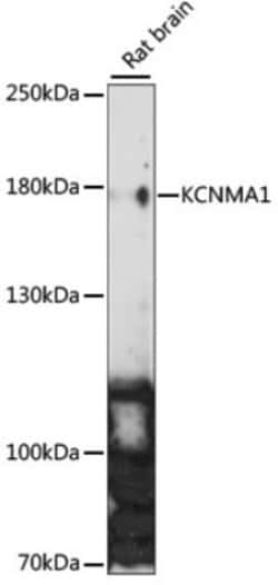 Histone H3 Rabbit anti-Human, Mouse, Rat, Polyclonal, Novus Biologicals